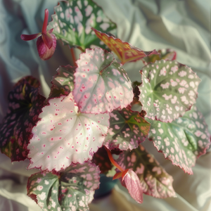 Growing Angel Wing Begonia for Beauty & Protection: The Ultimate Guide