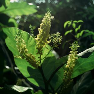 Wild Indian Plantain Medicinal Seeds