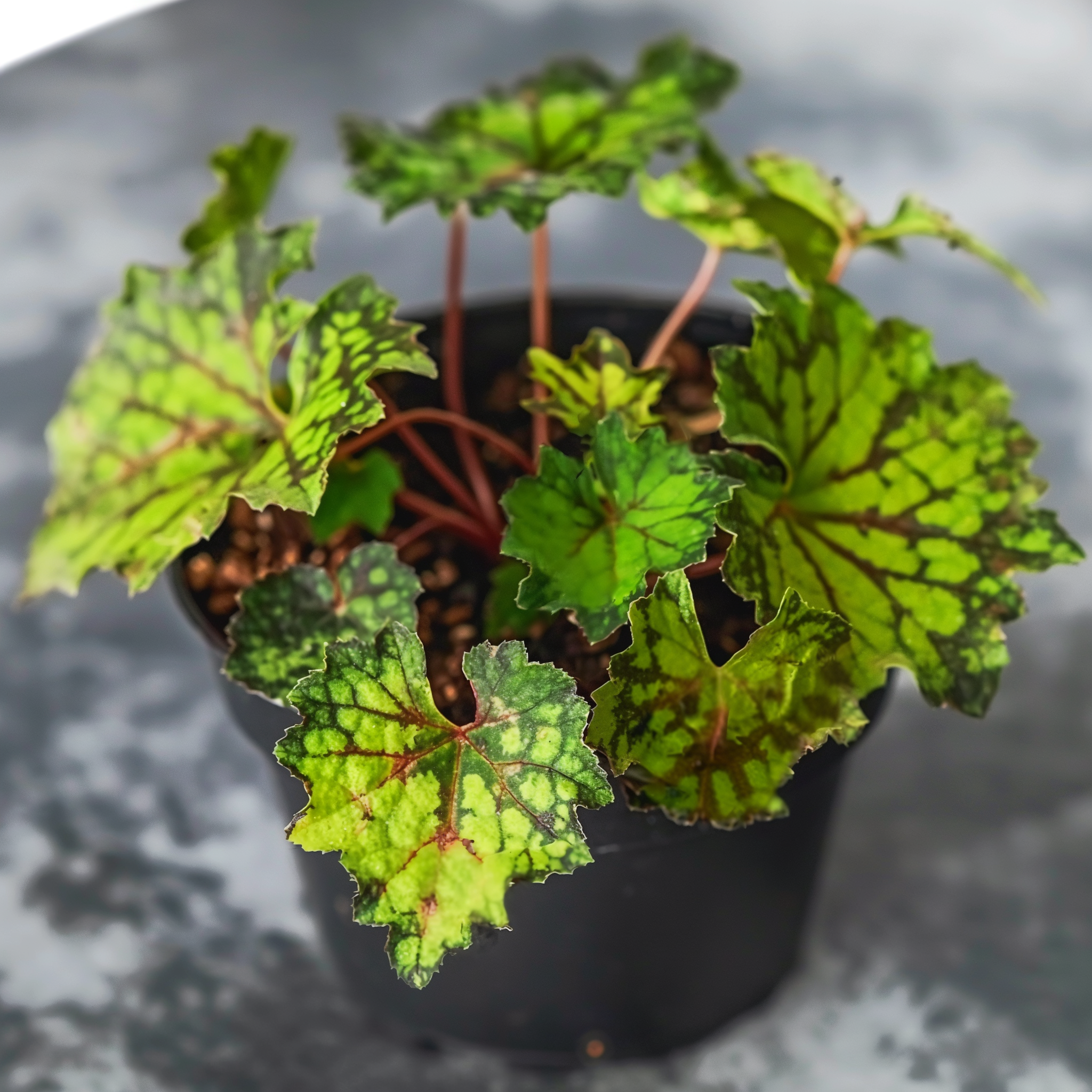 magical house plant Magical Houseplant Set – Heritage Apothecary