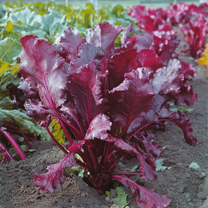 Bull's Blood Beet Seeds