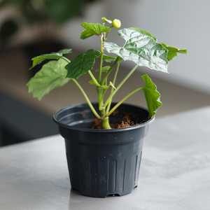 Chinese Lantern (Abutilon) Plant