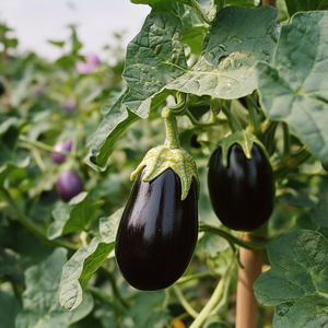 Black Beauty Eggplant Seeds