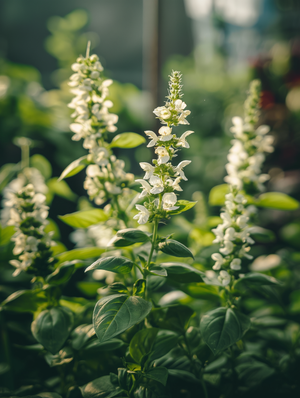Flowering Herbs Medicinal Seeds