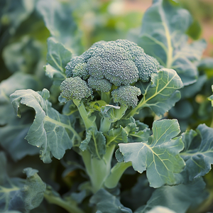 Green Magic Broccoli Seeds