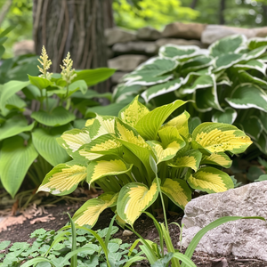 Mystery Hosta Collection - Surprise Bare Root Hostas for Shade Gardens