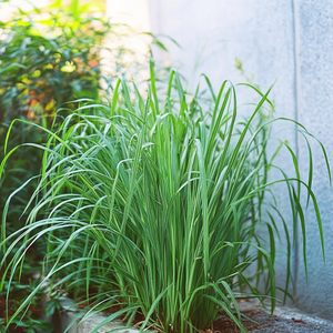 Lemongrass Seeds