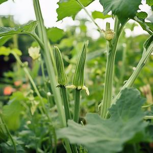 Clemson Spineless Okra Seeds