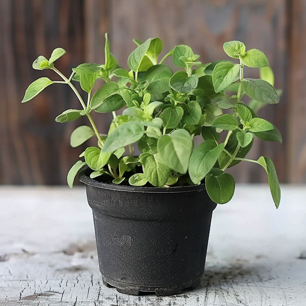 Lambsquarters (Chenopodium album) – Wild Superfood Seedling