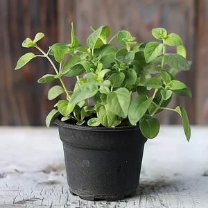 Lambsquarters (Chenopodium album) – Wild Superfood Seedling