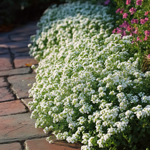 Sweet Alyssum Seeds