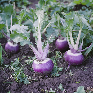 Purple Top Turnip Seeds