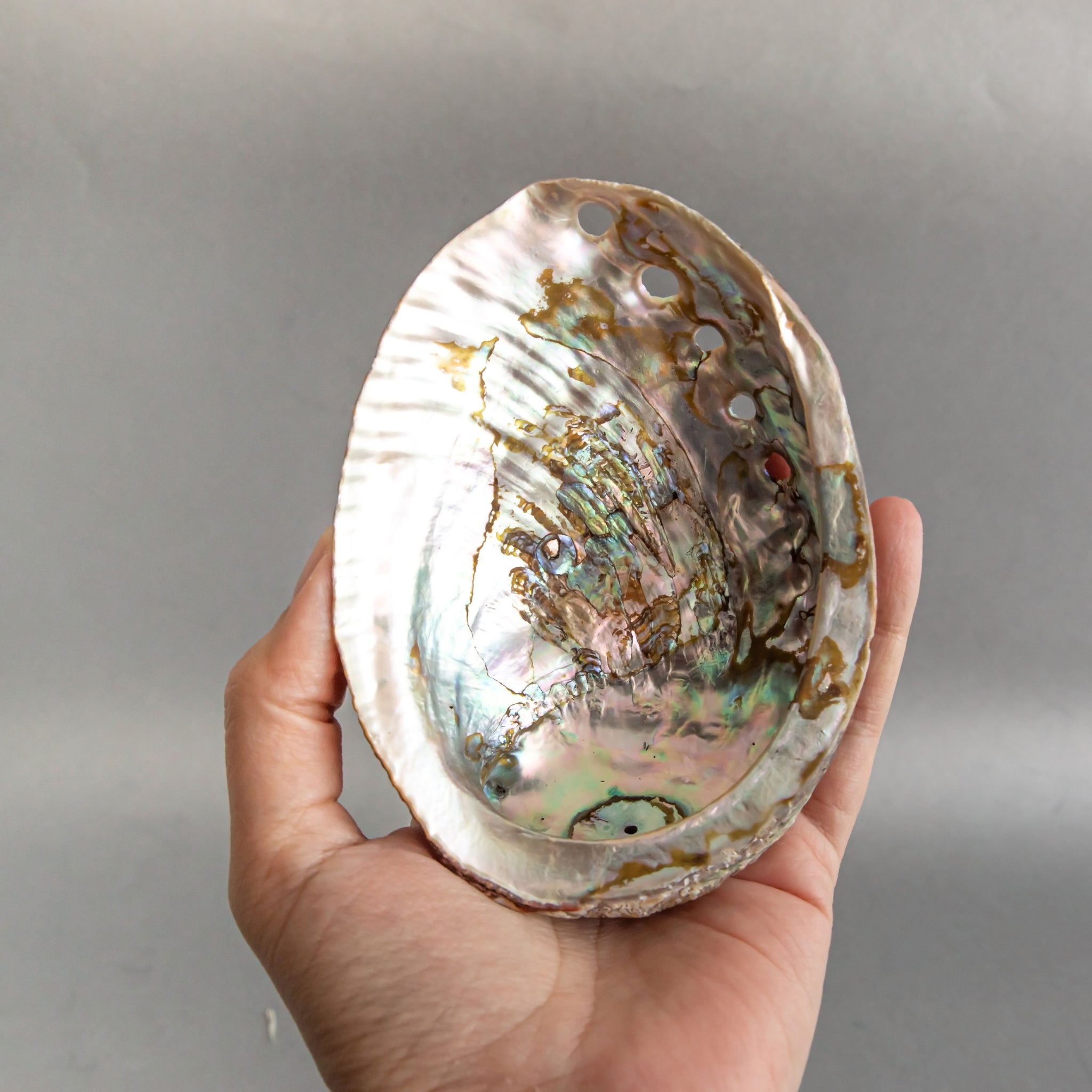Natural abalone shell, perfect for smoke cleansing and mindfulness rituals. Embrace the soothing power of water element energy. Size may vary by 1-3 cm due to natural materials."