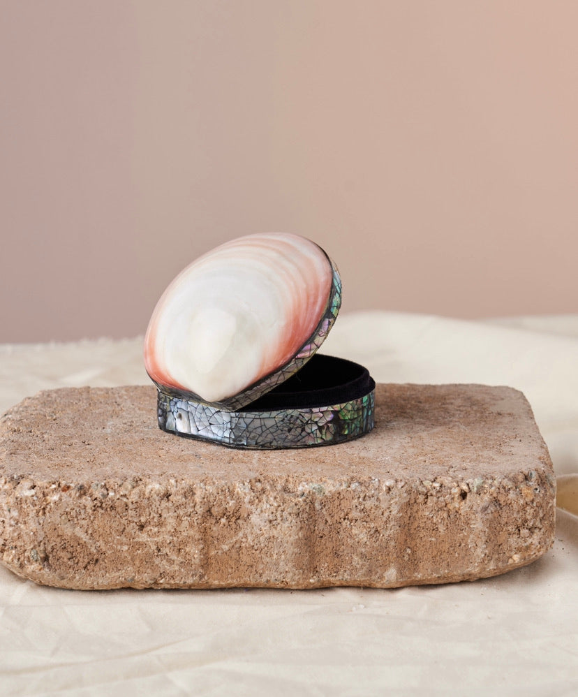 Nature's Gift: Discover the Beauty of the Tigrina Shell - Ideal for Your Precious Treasures. Size: 3-4” H x 3-4” W.
