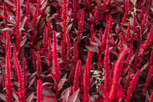 Red Leaf Amaranth Medicinal Seeds