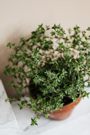Common Thyme Medicinal Seeds